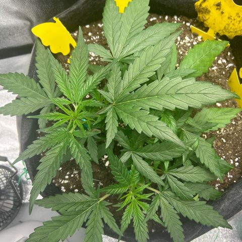 Firstborn growlog timeline photo