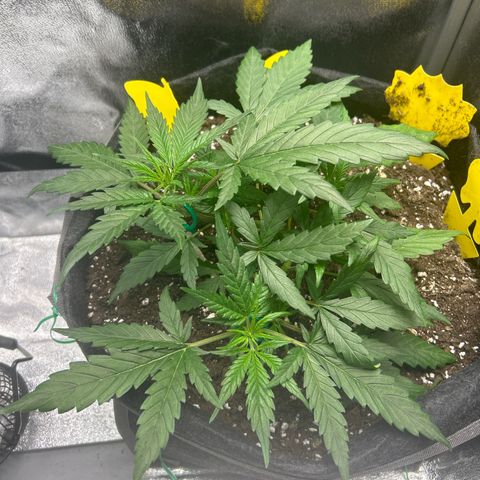 Firstborn growlog photo: Morningshoot