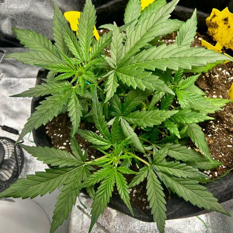 Firstborn growlog photo: Nighttime shot. Think she is thriving