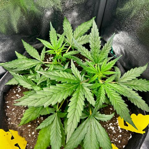 Firstborn growlog photo: Nighttime shot. Think she is thriving