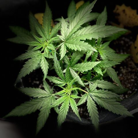 Firstborn growlog photo: Nighttime shot. Think she is thriving
