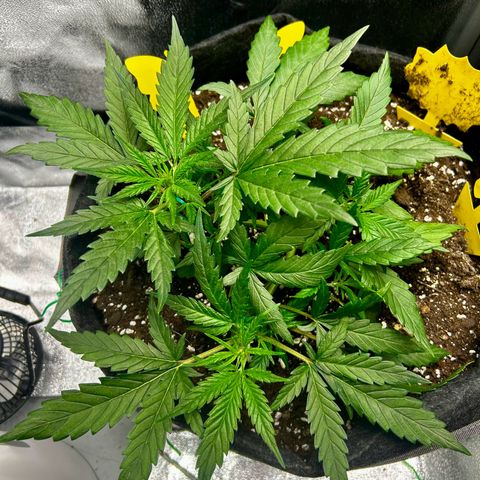 Firstborn growlog photo: Nighttime shot. Think she is thriving