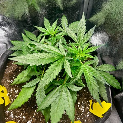 Firstborn growlog photo: Monitoring up close