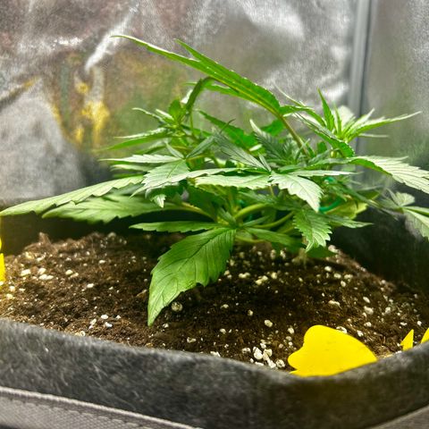 Firstborn growlog photo: Monitoring up close