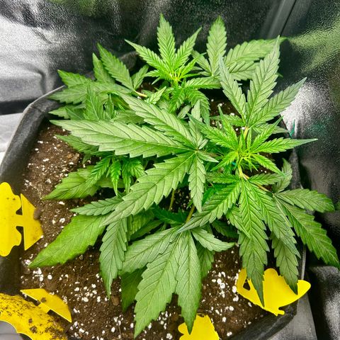 Firstborn growlog photo: Monitoring up close