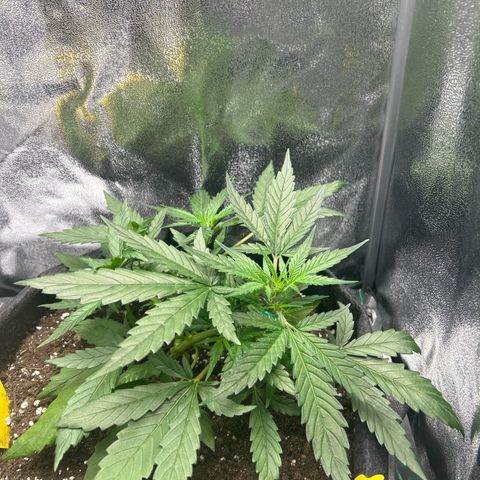 Firstborn growlog photo: Night