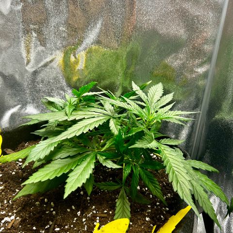 Firstborn growlog photo: Soon Bloom