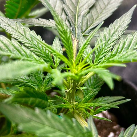 Firstborn growlog photo: Soon Bloom