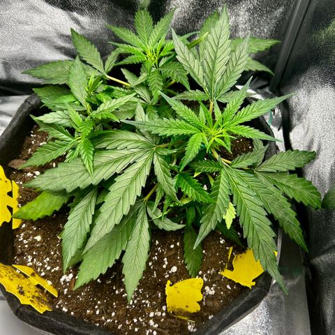 Firstborn growlog photo: Soon Bloom