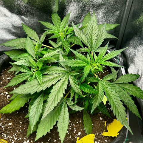 Firstborn growlog photo: Soon Bloom