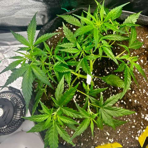 Firstborn growlog photo: After defoliating 