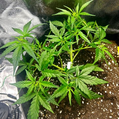 Firstborn growlog photo: After defoliating 