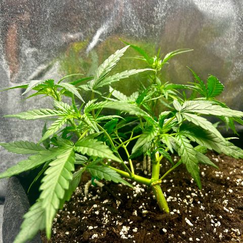 Firstborn growlog photo: After defoliating 