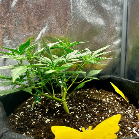 Firstborn growlog timeline photo