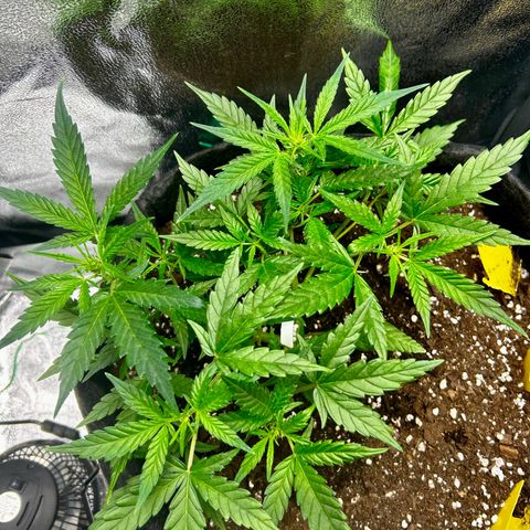 Firstborn growlog timeline photo