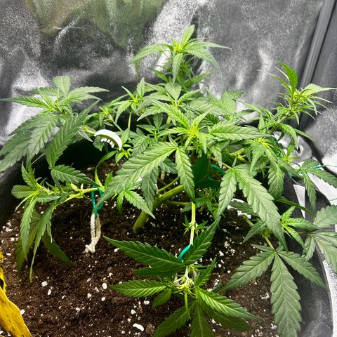 Firstborn growlog photo: Going in to full floker
