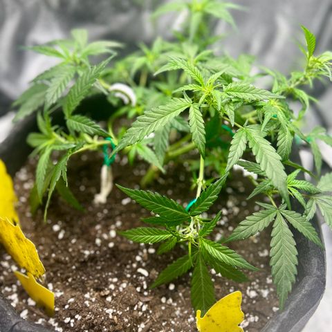 Firstborn growlog photo: Going in to full floker