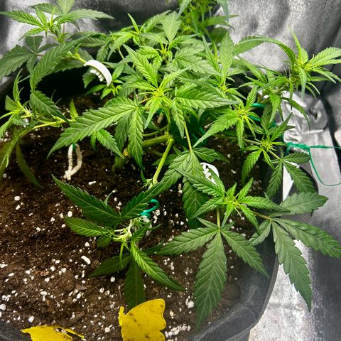 Firstborn growlog photo: Going in to full floker