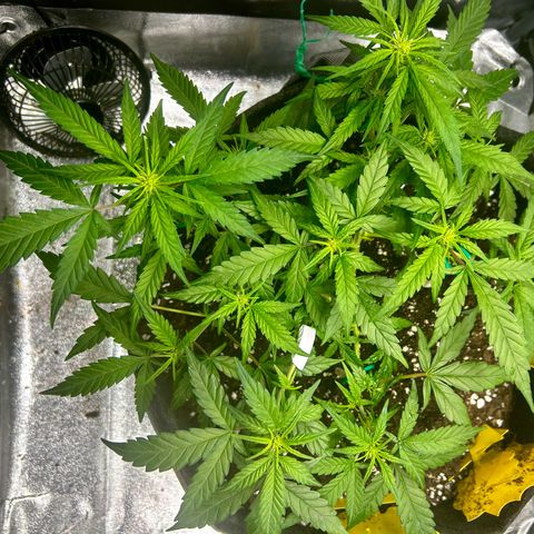 Firstborn growlog photo: A lot of white pistols