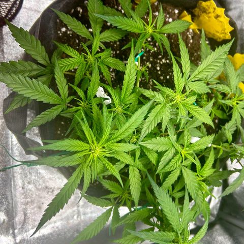 Firstborn growlog photo: A lot of white pistols