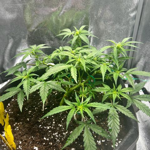 Firstborn growlog photo: A lot of white pistols