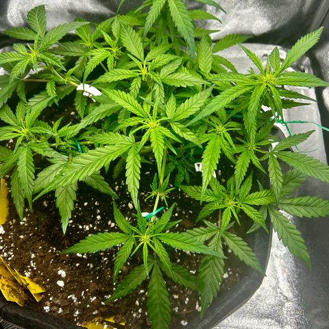 Firstborn growlog photo: A lot of white pistols