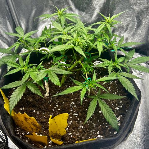 Firstborn growlog photo: A lot of white pistols