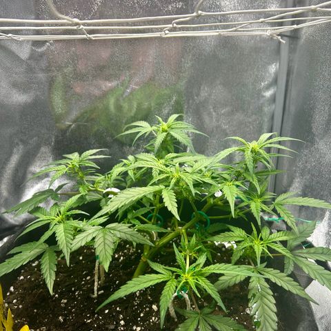 Firstborn growlog photo: A lot of white pistols
