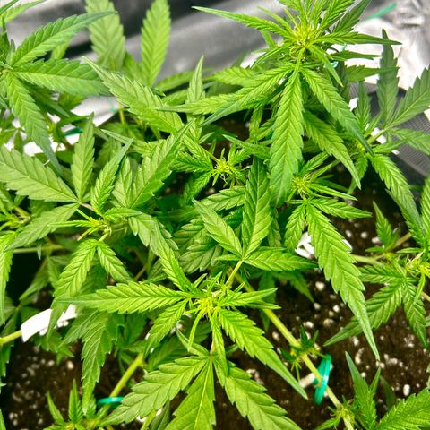 Firstborn growlog photo: A lot of white pistols