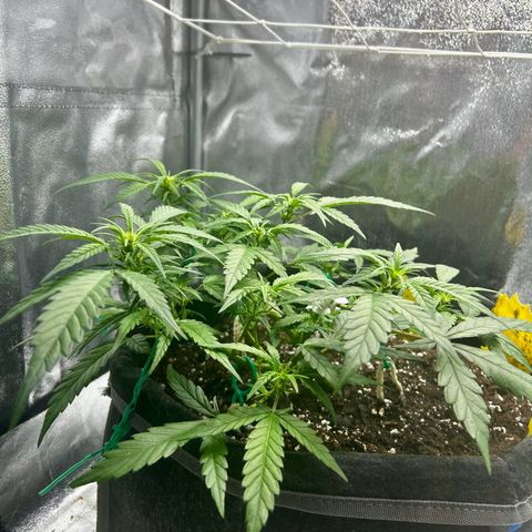 Firstborn growlog photo: A lot of white pistols