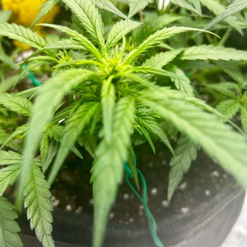 Firstborn growlog photo: A lot of white pistols