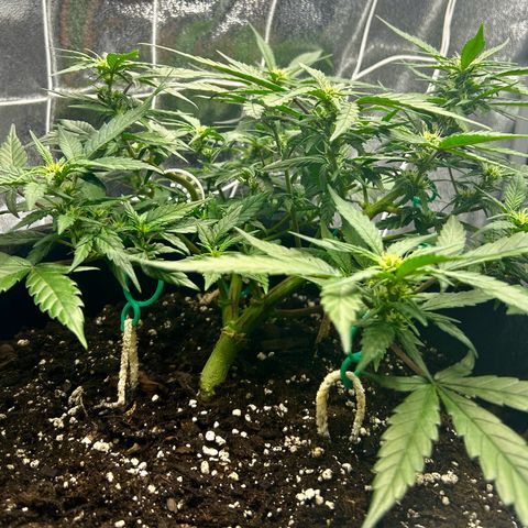 Firstborn growlog photo: Growing some nice buds