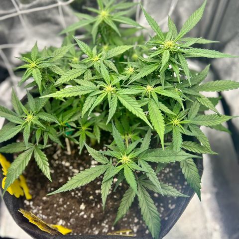 Firstborn growlog photo: Growing some nice buds
