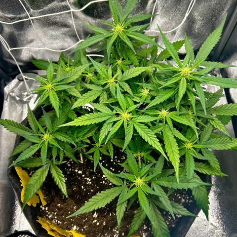Firstborn growlog photo: Growing some nice buds