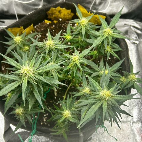 Firstborn growlog photo: Turning annet
