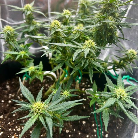 Firstborn growlog photo: Turning annet