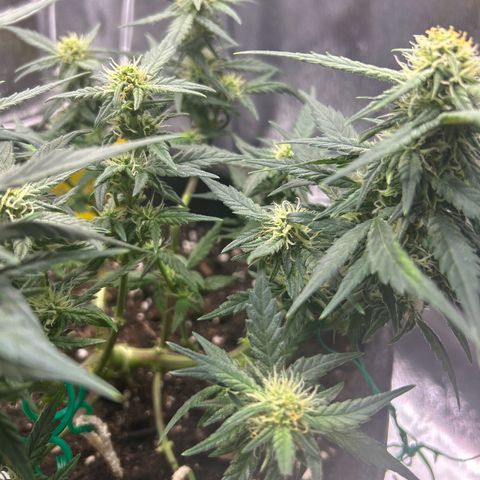 Firstborn growlog photo: Turning annet