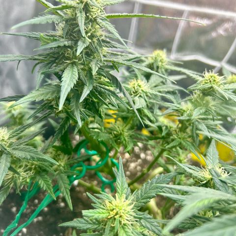 Firstborn growlog photo: Turning annet