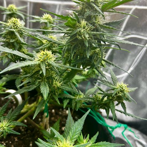 Firstborn growlog photo: Turning annet