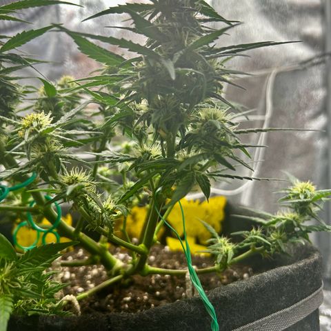 Firstborn growlog photo: Turning annet