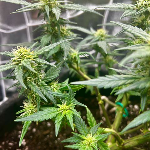 Firstborn growlog photo: Turning annet