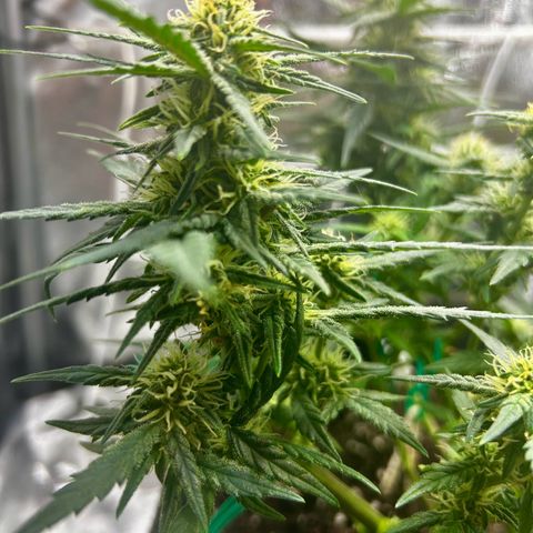 Firstborn growlog photo: Turning annet