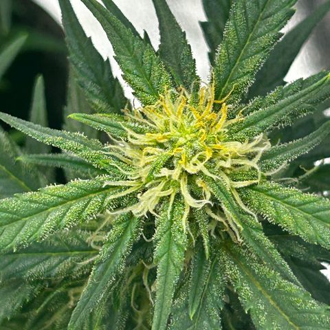 Firstborn growlog photo: Turning annet