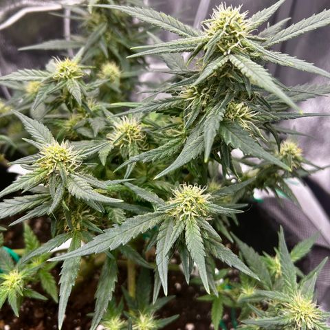 Firstborn growlog photo: Turning annet