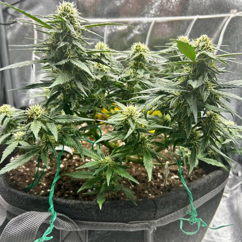 Firstborn growlog photo: Growing some nice buds