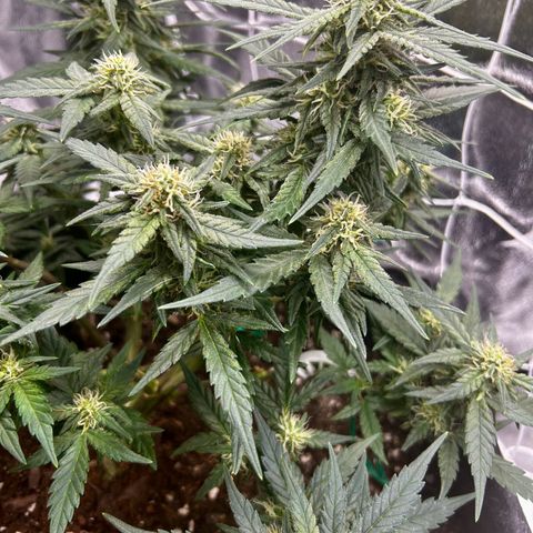 Firstborn growlog photo: Growing some nice buds