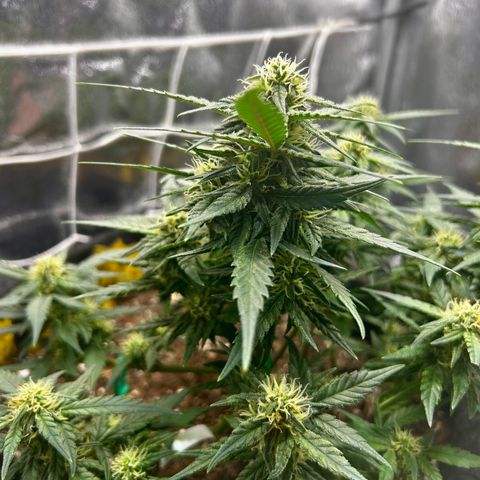 Firstborn growlog photo: Growing some nice buds