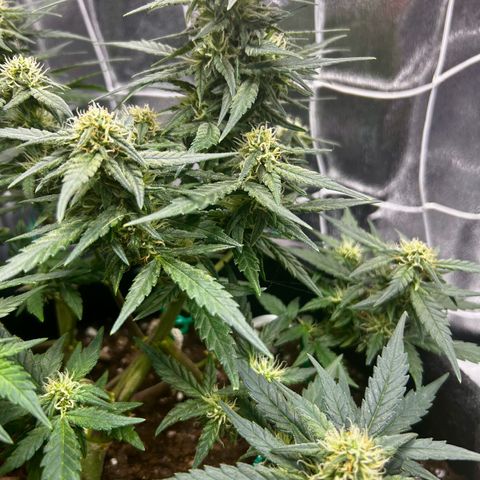 Firstborn growlog photo: Growing some nice buds
