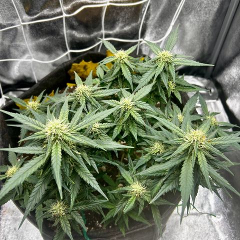 Firstborn growlog photo: Growing some nice buds