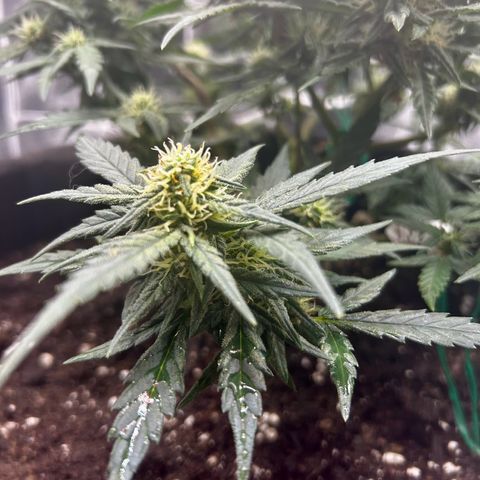 Firstborn growlog photo: Looking sweet